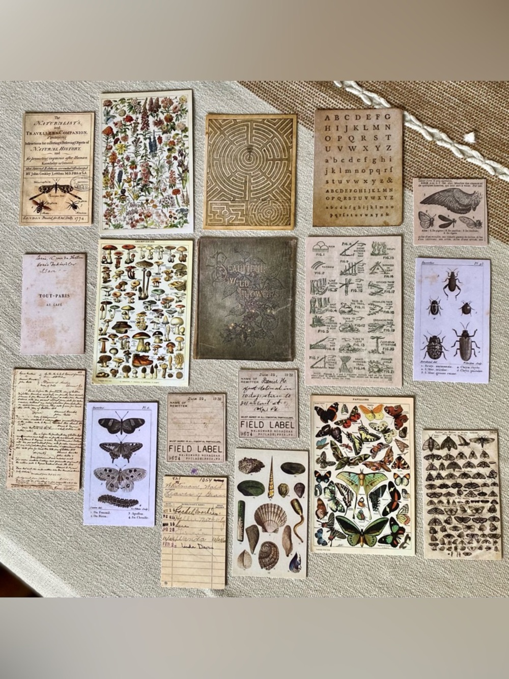 Vintage Natural History Card-stock Print Collection - Botanical & Insect